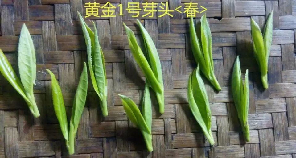 保靖黄金茶特产