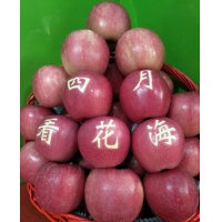 甘肃泾川精品红富士苹果