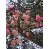 沂源红水晶富士